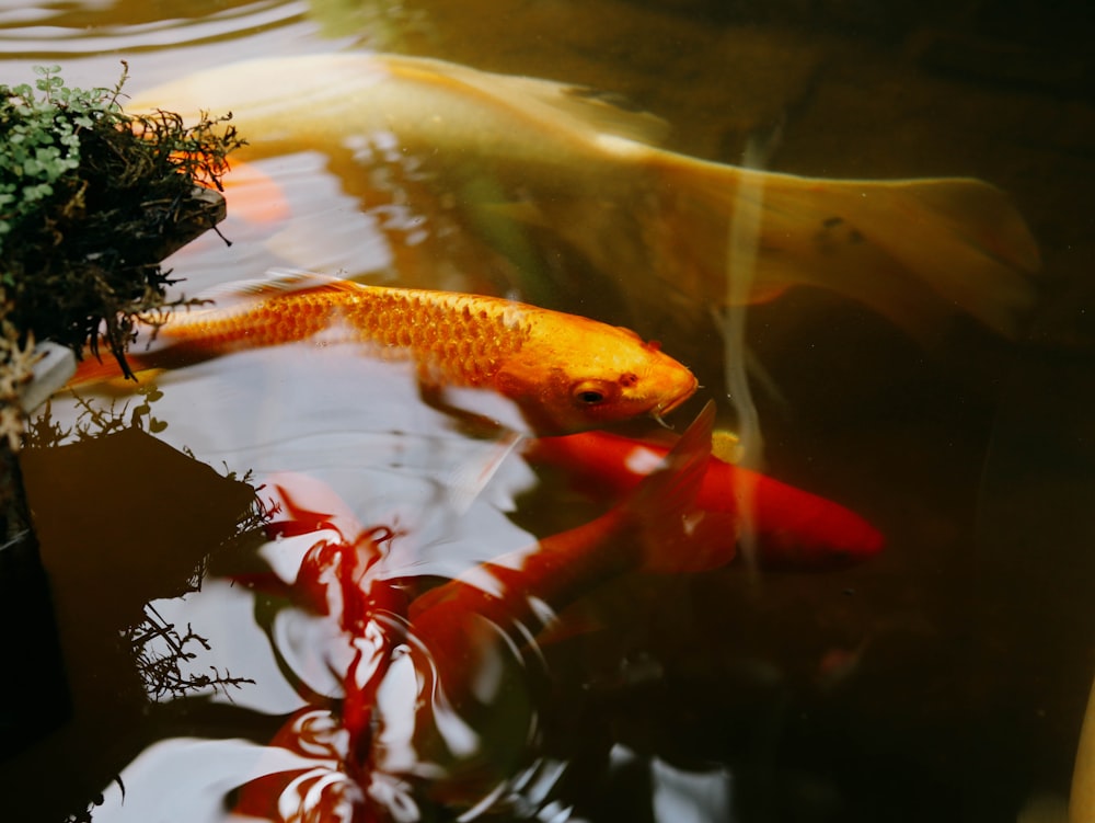 a group of fish swimming in a pond