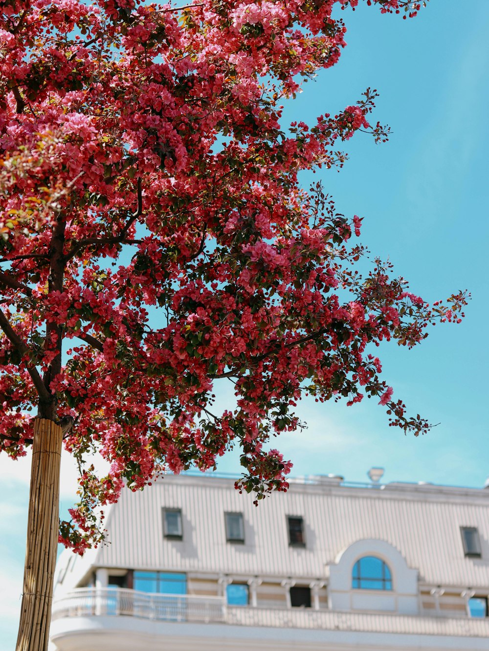 Un arbre aux fleurs roses devant un bâtiment