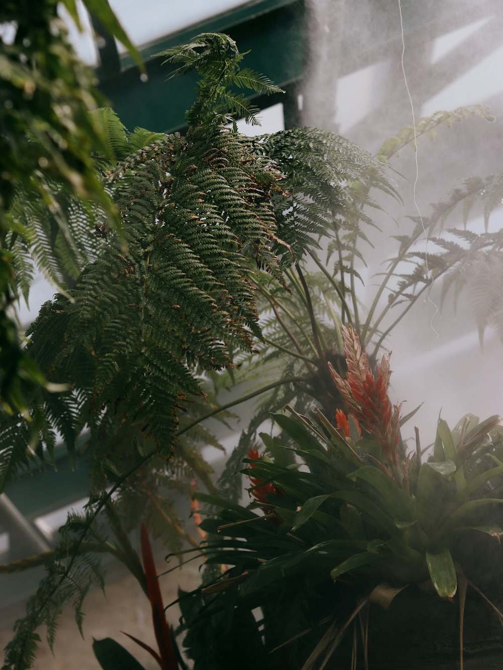 a close up of a plant with steam coming out of it