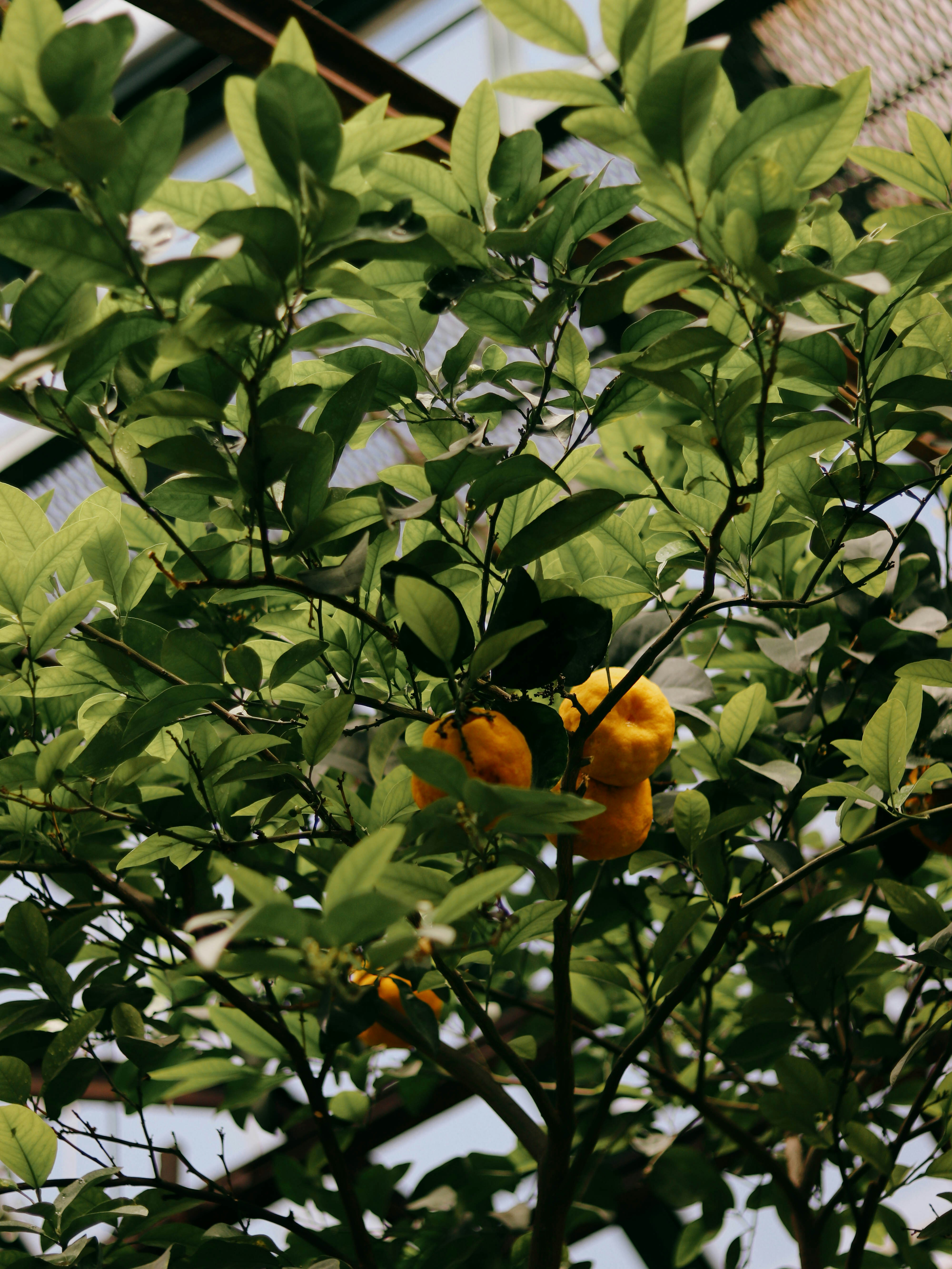Oranges growing on a tree in a greenhouse photo Free Green Image on
