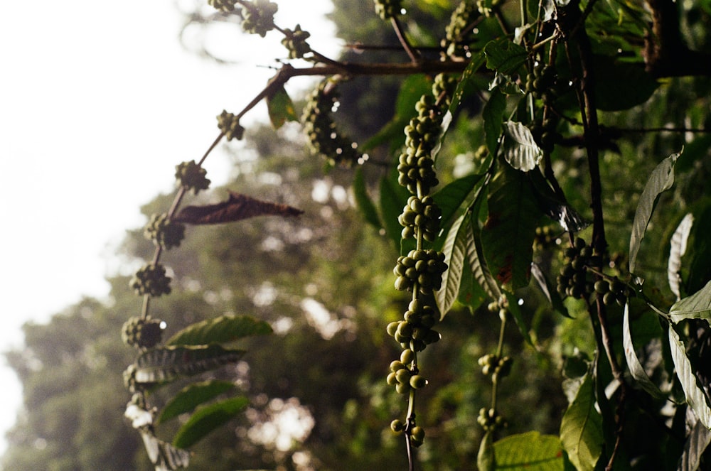 ein Strauß grüner Beeren, die an einem Baum hängen