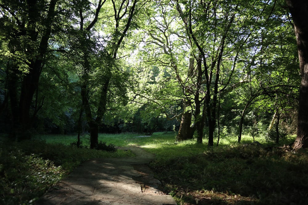 a path in the middle of a wooded area