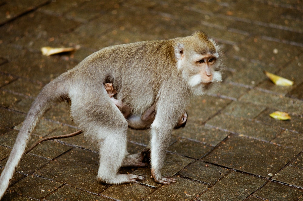 a small monkey standing on a brick walkway