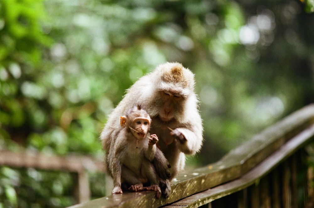 a monkey and its baby sitting on a fence