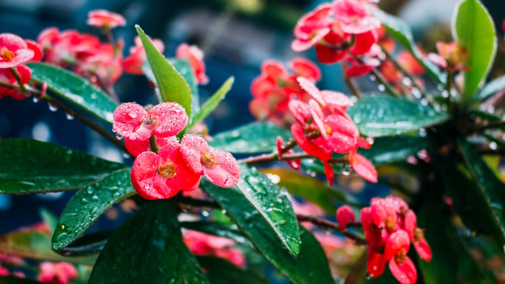 a close up of a plant with red flowers