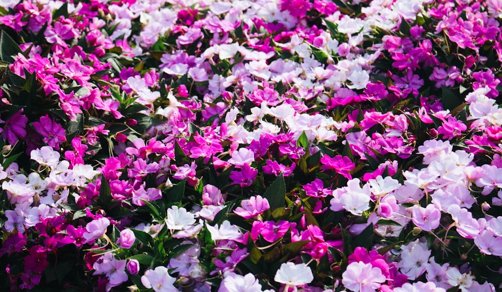 a bunch of purple and white flowers in a field