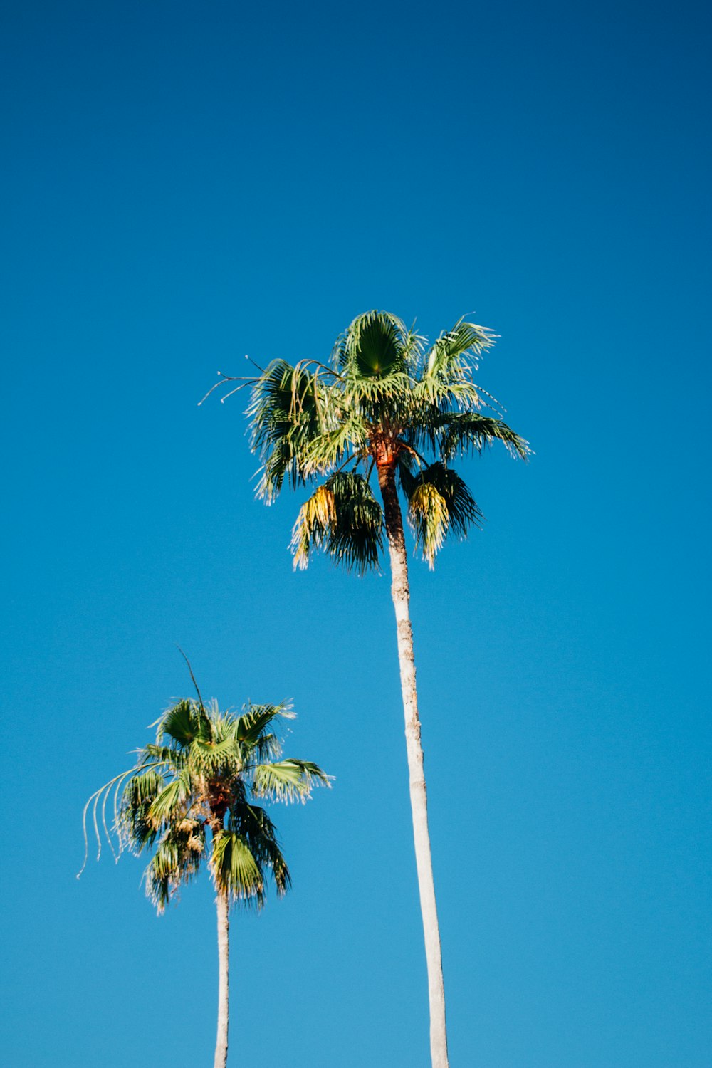 a couple of palm trees that are next to each other