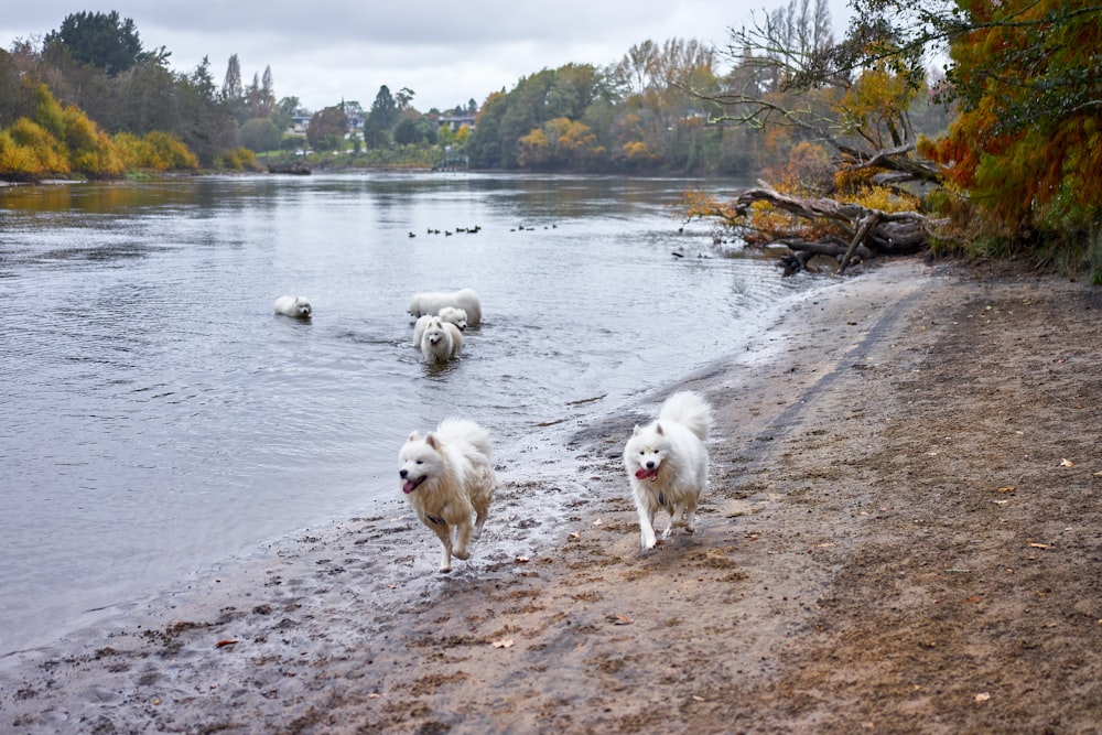 a couple of dogs walking across a river