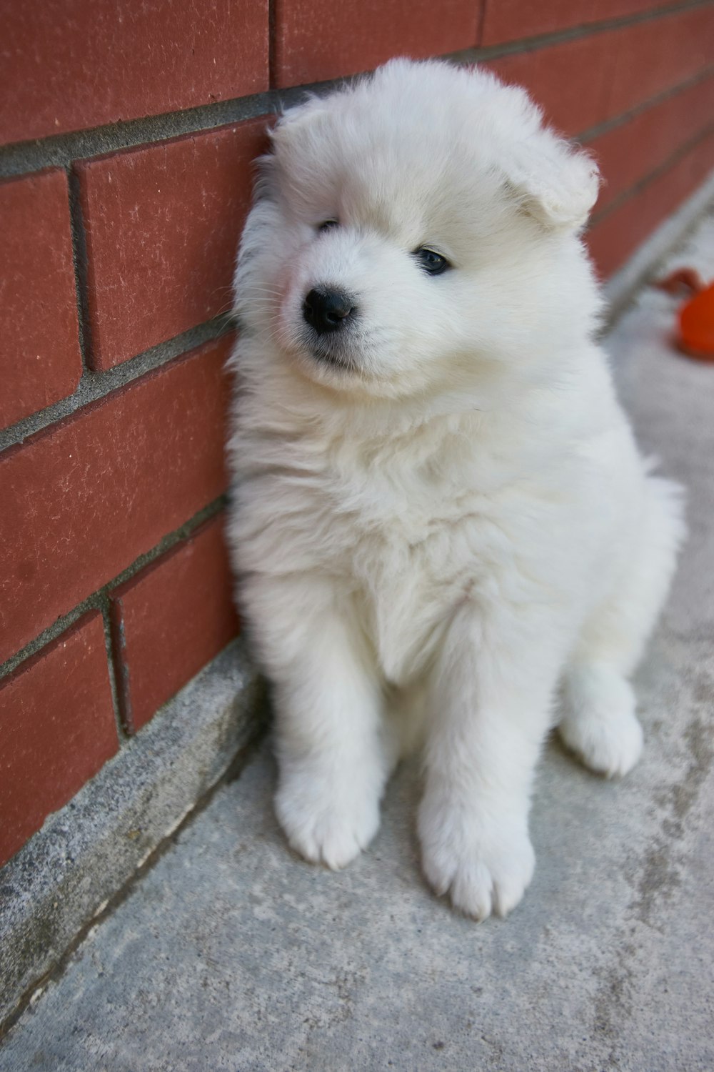 a small white dog sitting next to a brick wall