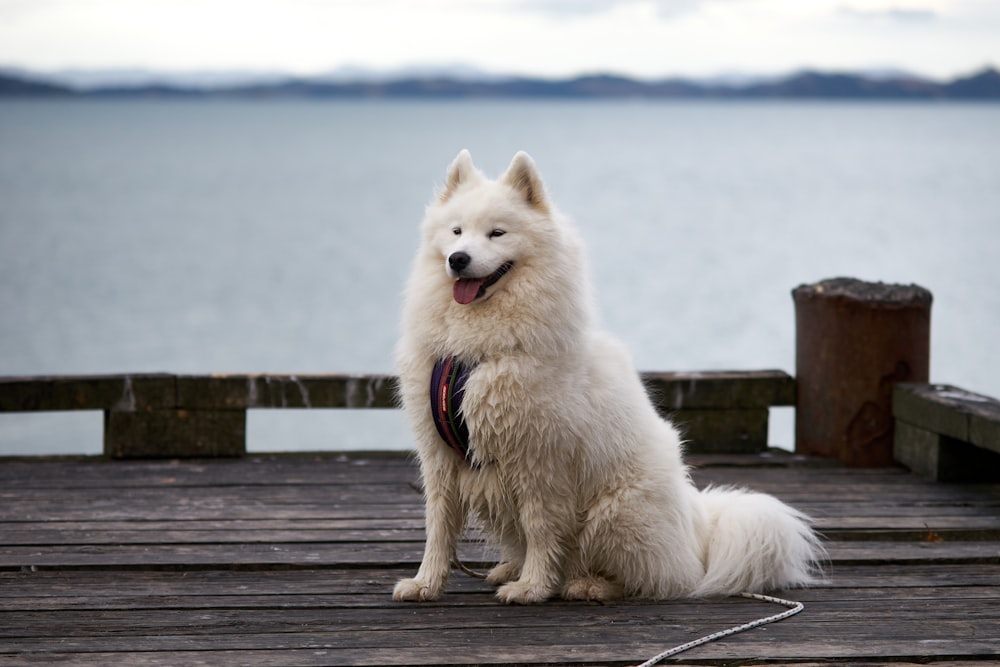 a white dog sitting on top of a wooden dock