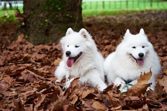 two white dogs laying in a pile of leaves
