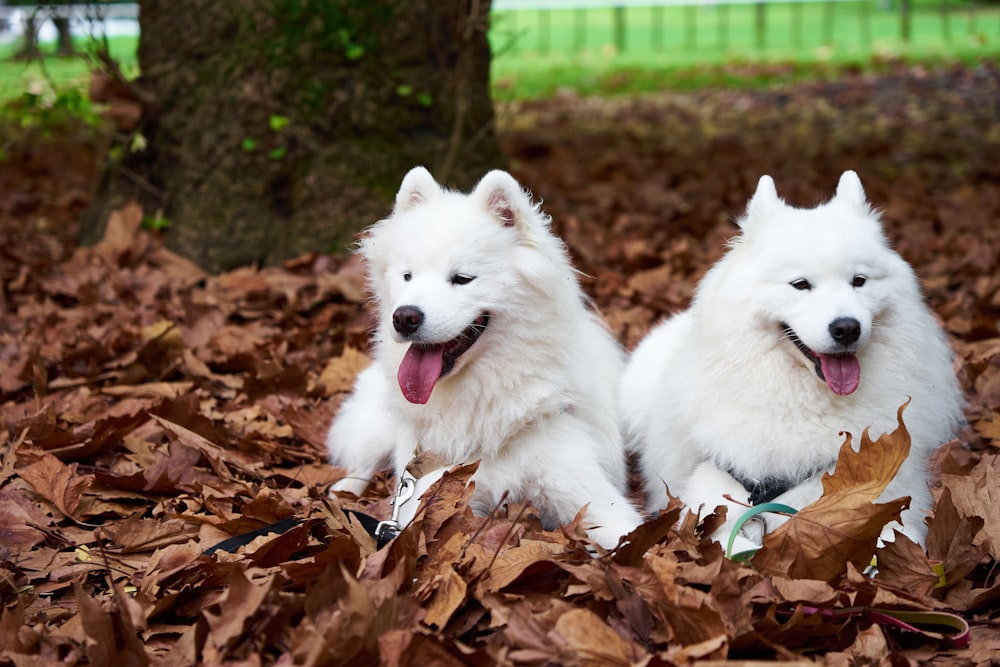 two white dogs laying in a pile of leaves