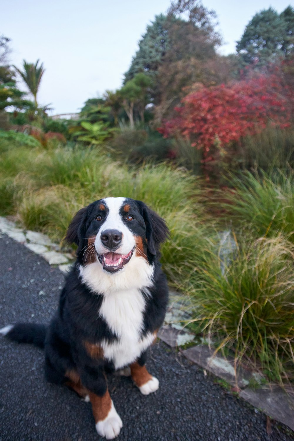 a black, white and brown dog sitting on the side of a road