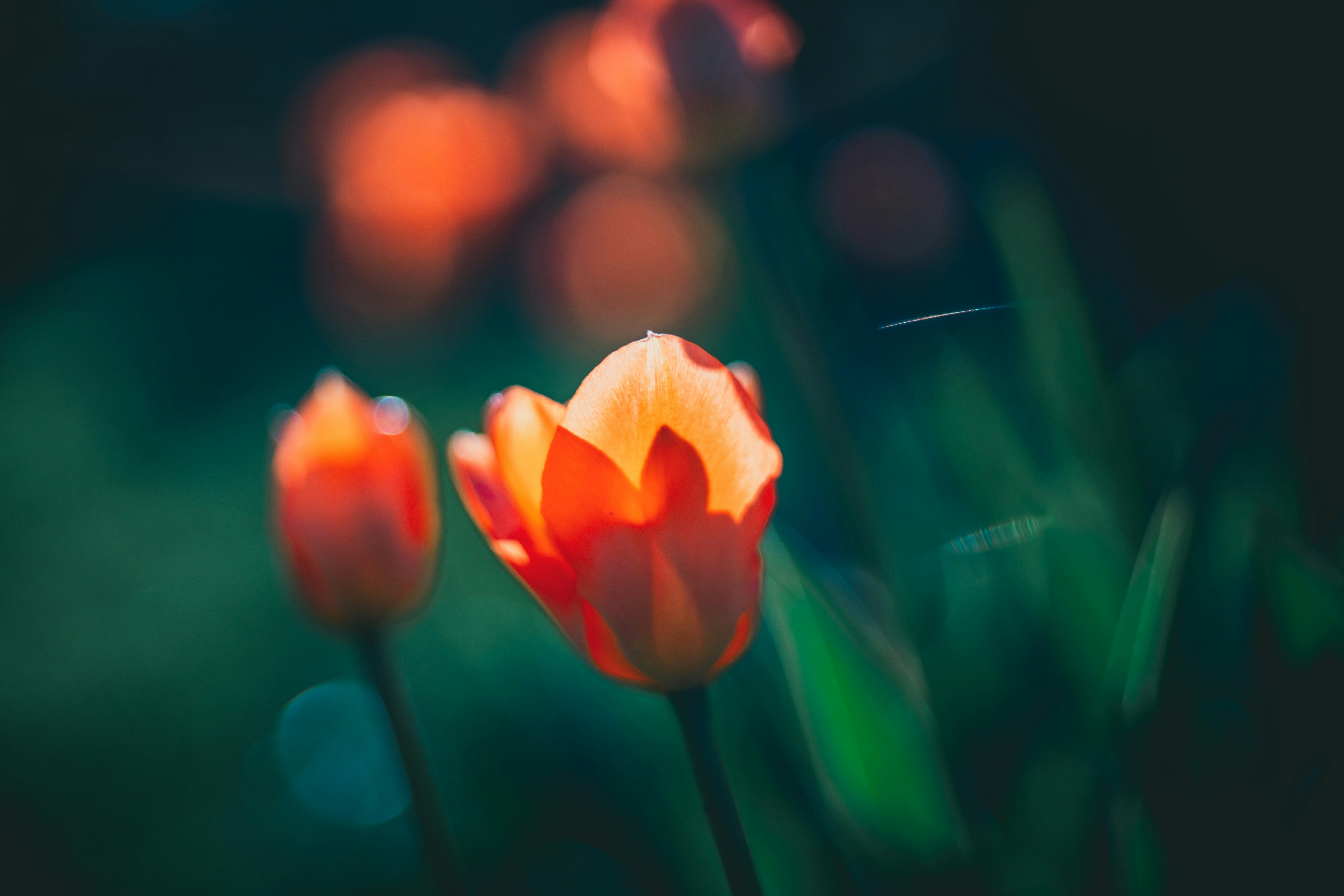 Photo by raimondklavins