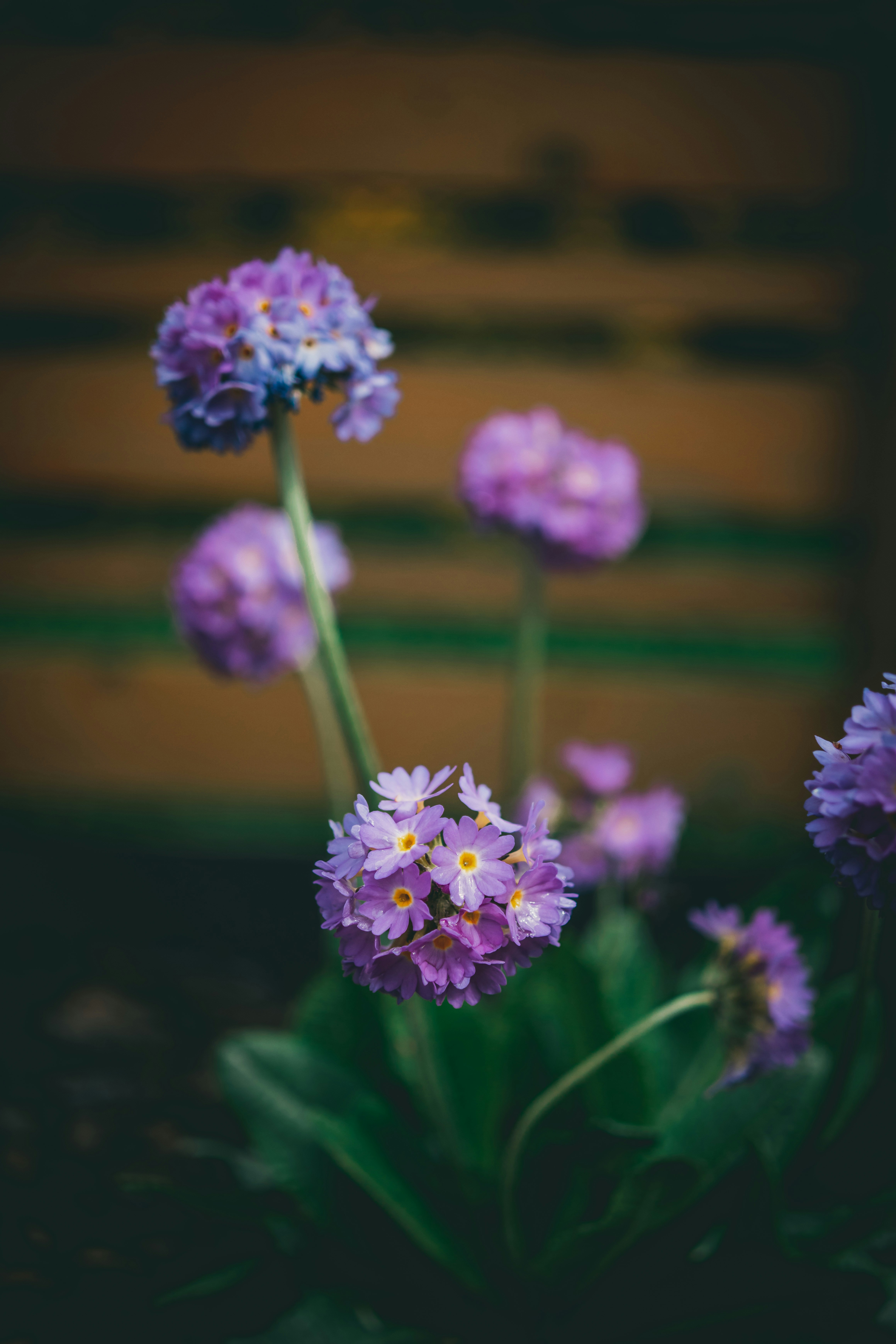 Photo by raimondklavins