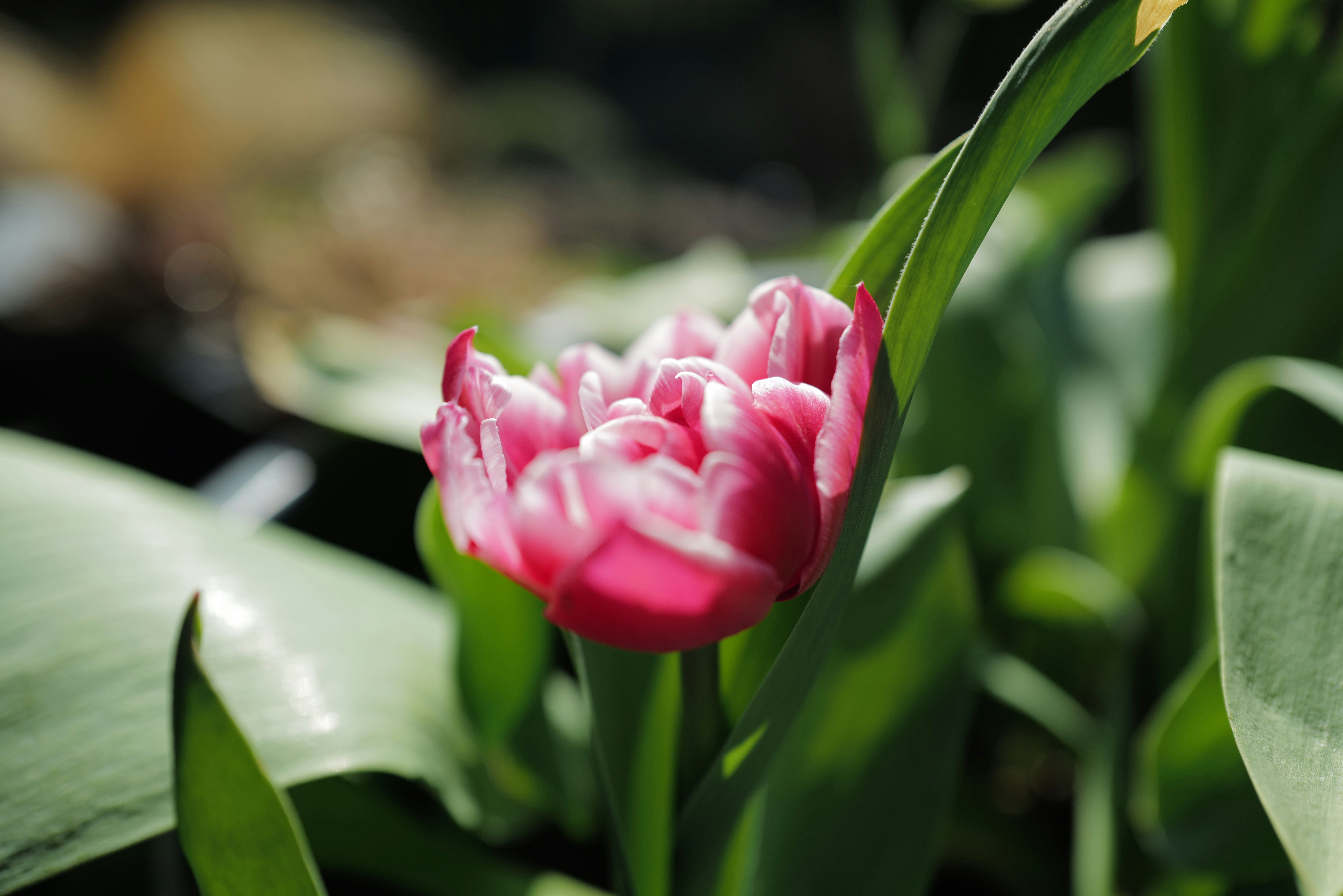 Photo by raimondklavins