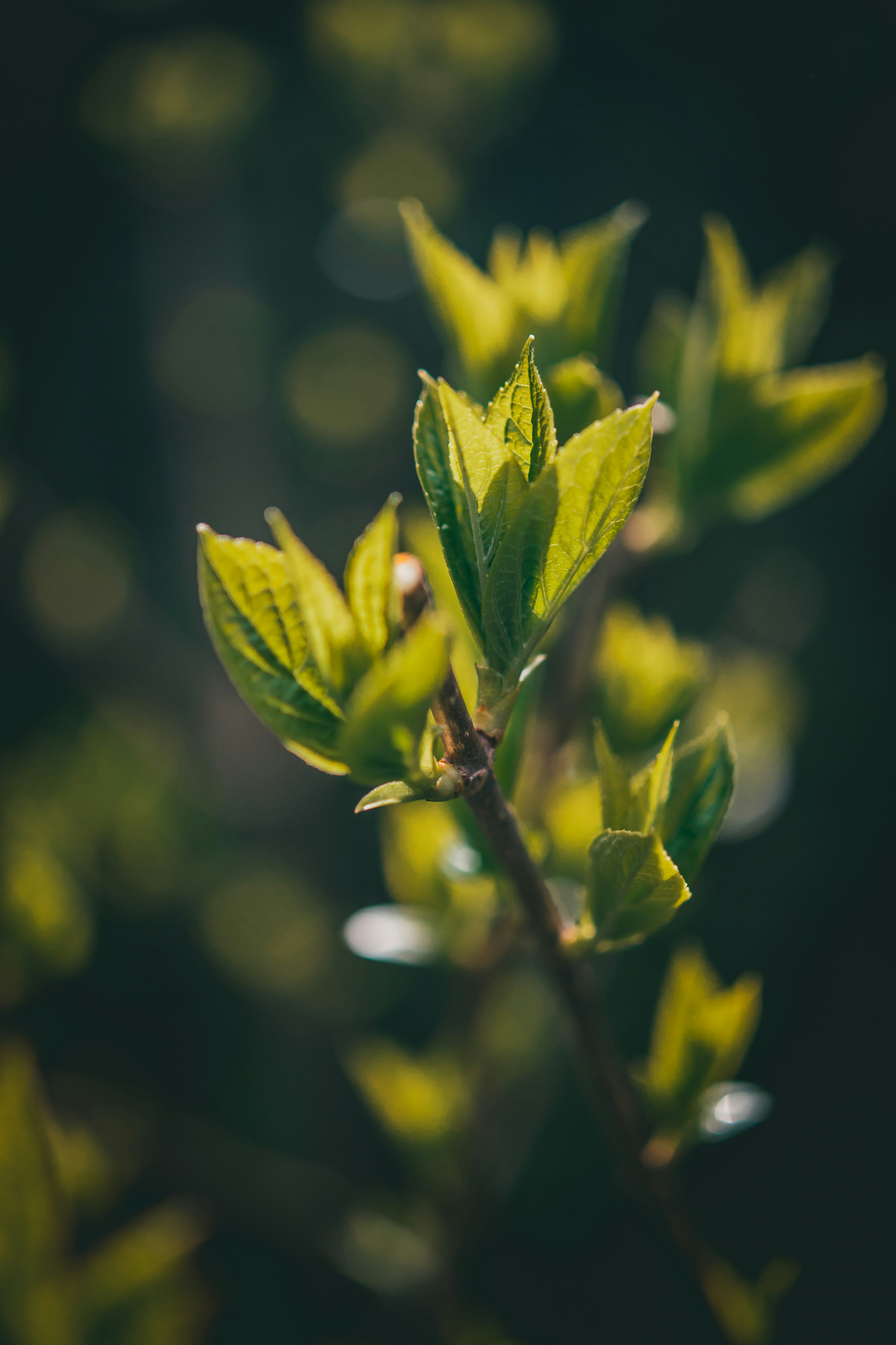 Photo by raimondklavins