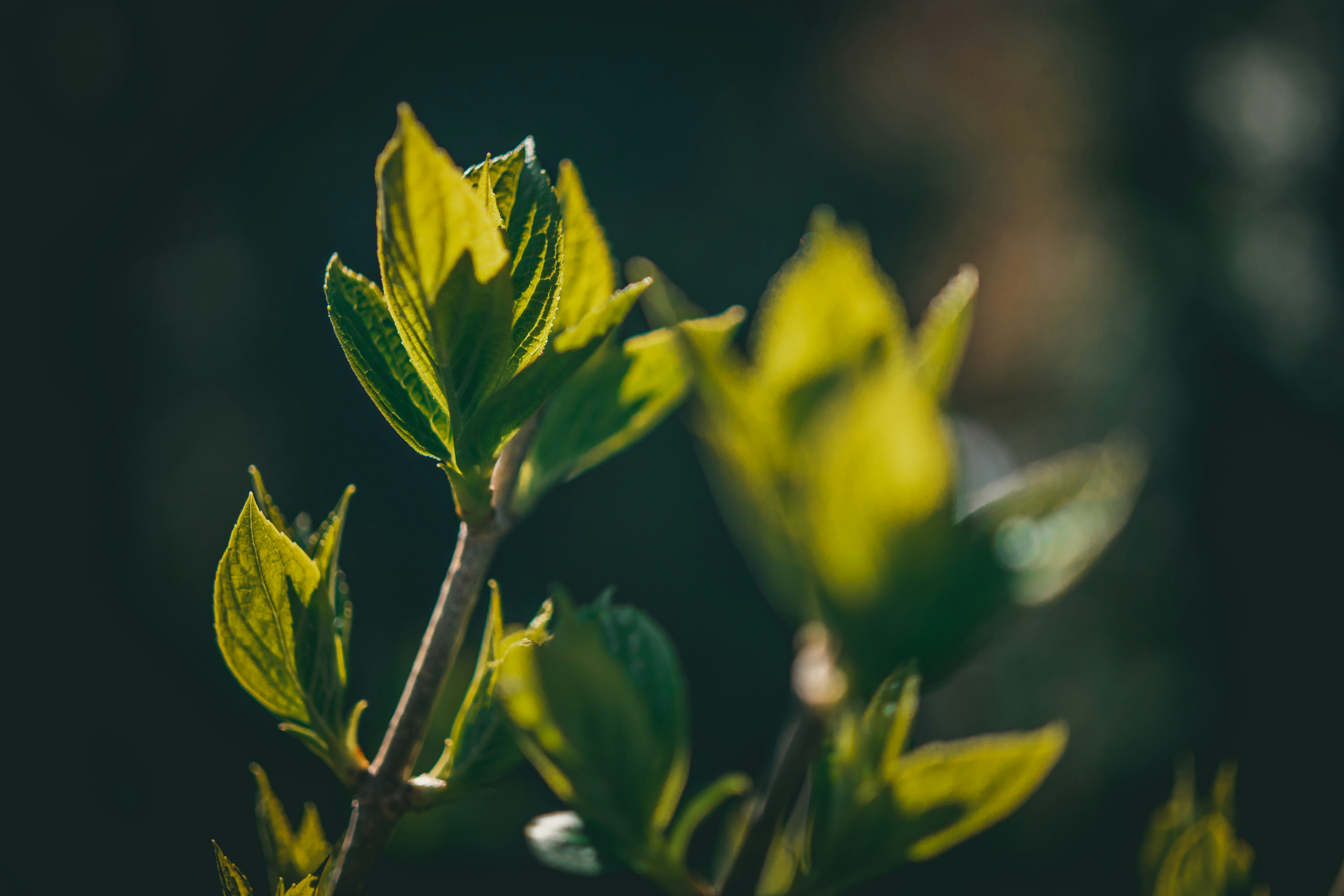 Photo by raimondklavins