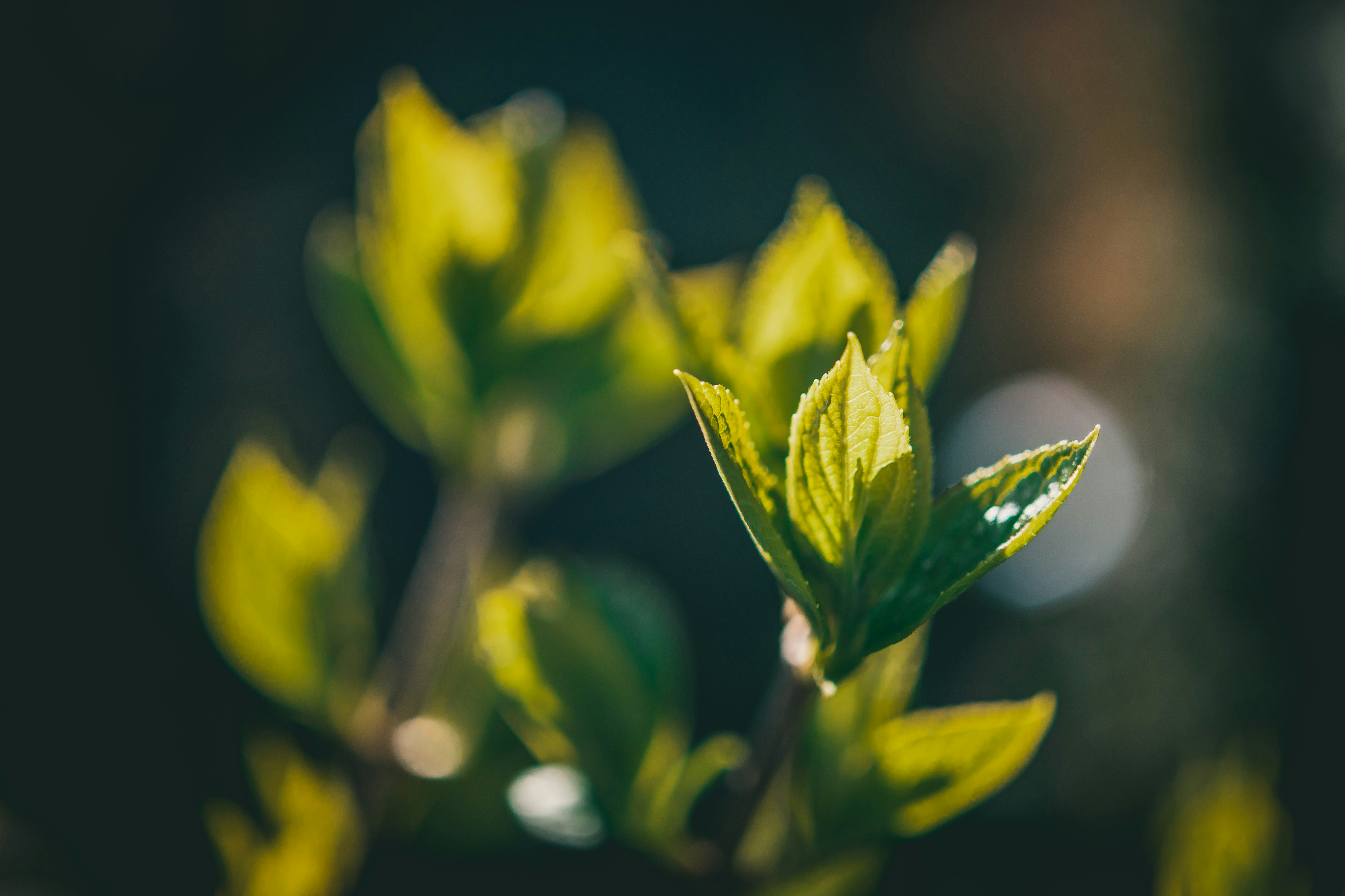 Photo by raimondklavins