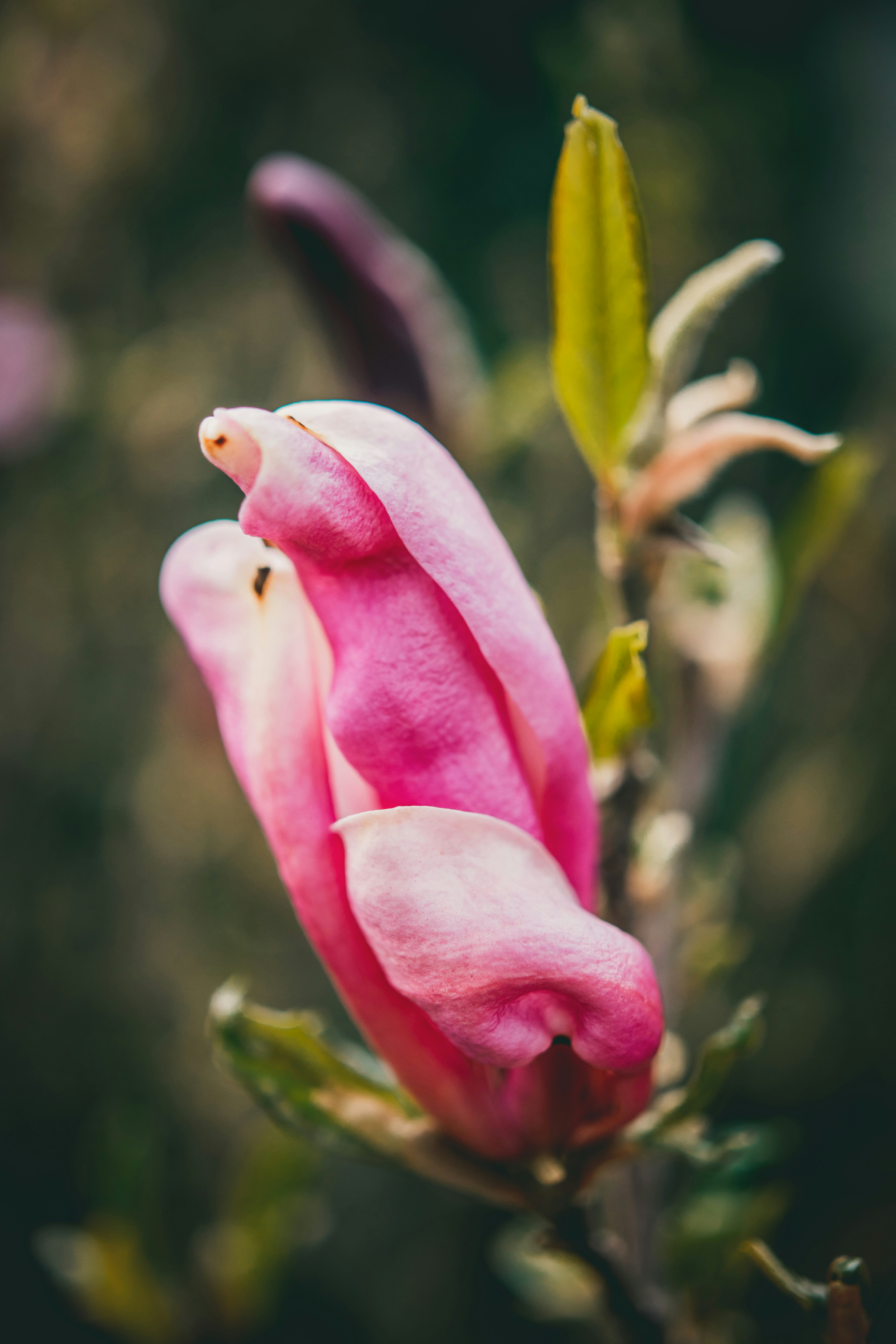 Photo by raimondklavins