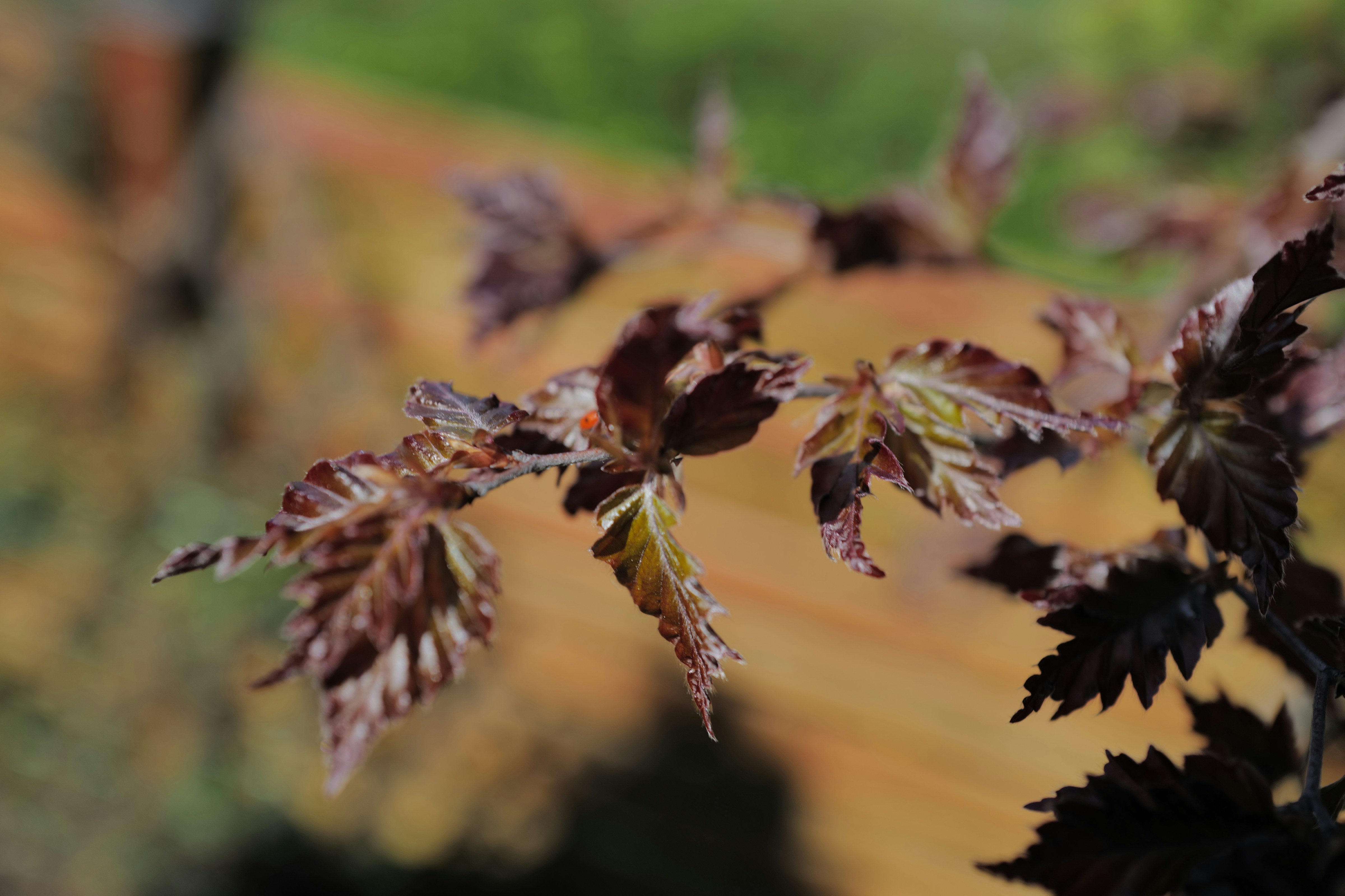 Photo by raimondklavins