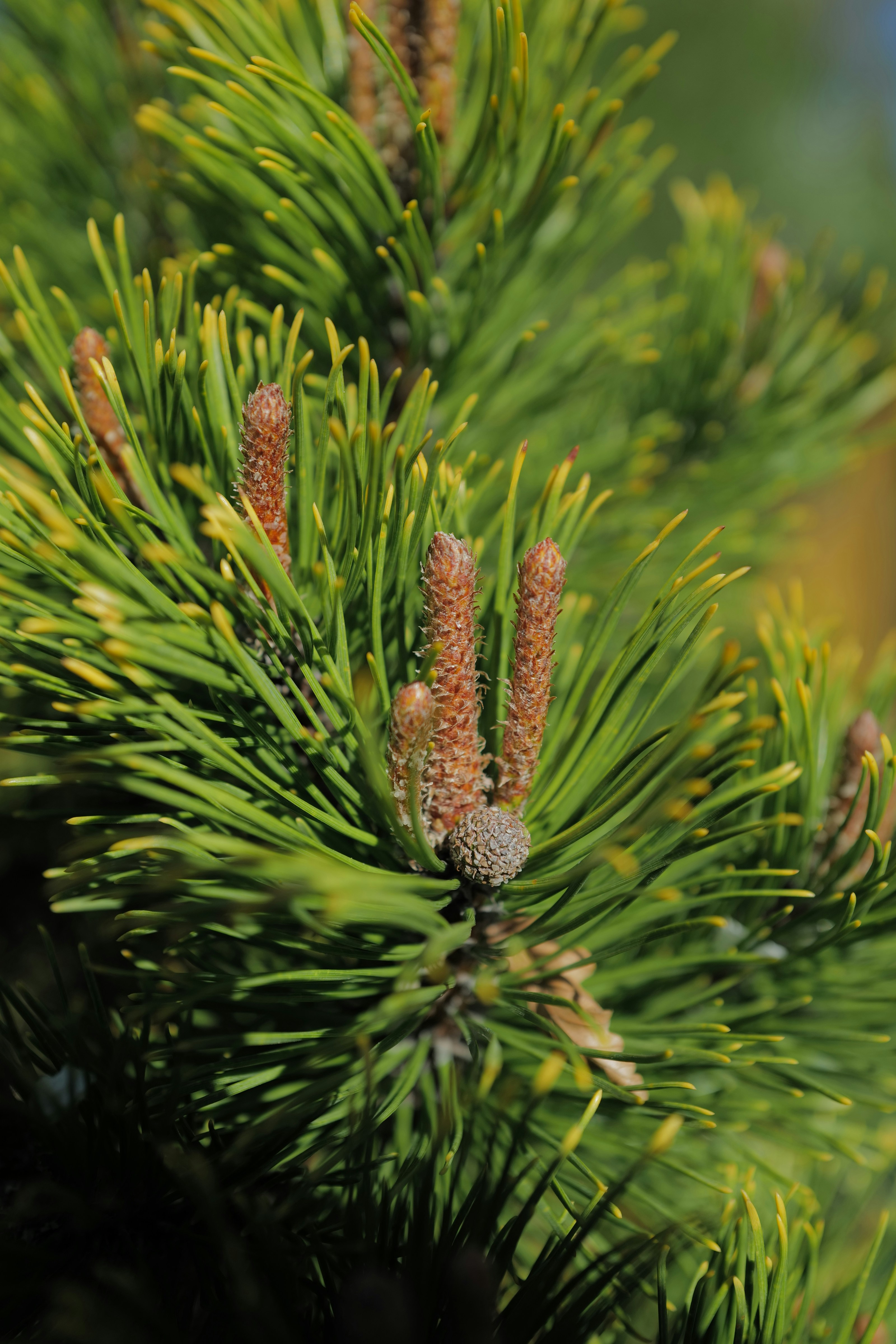 Photo by raimondklavins