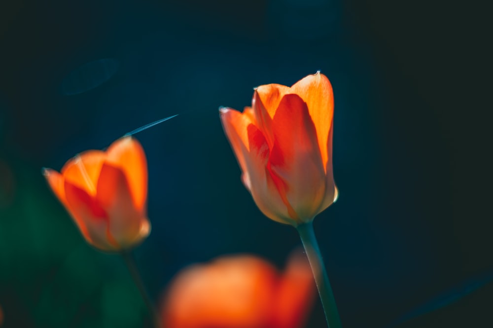 a close up of two orange tulips in a field