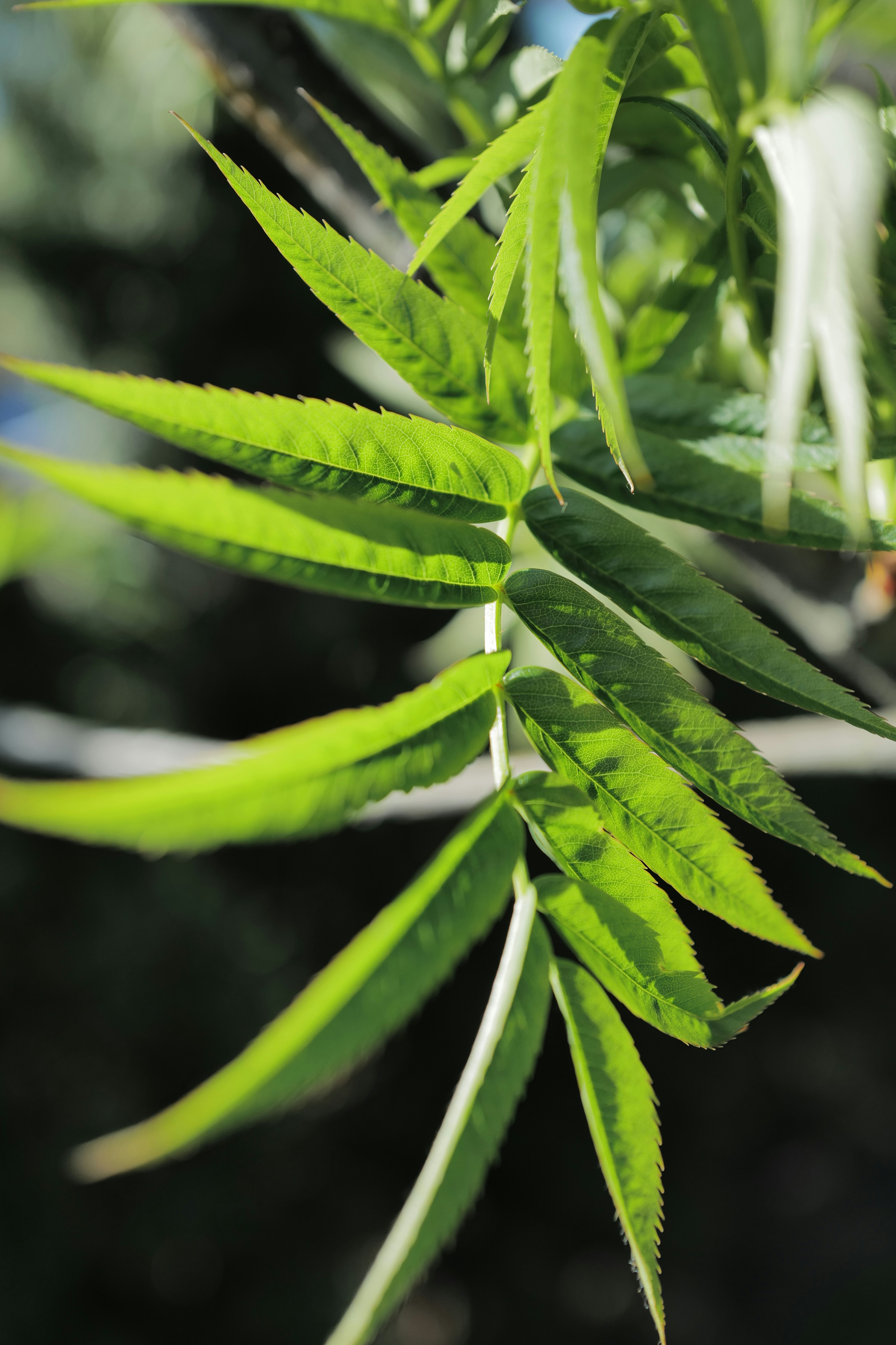 Photo by raimondklavins