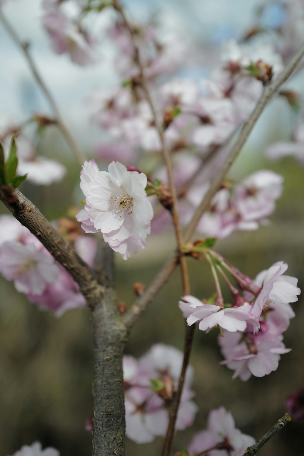 a close up of a tree with pink flowers