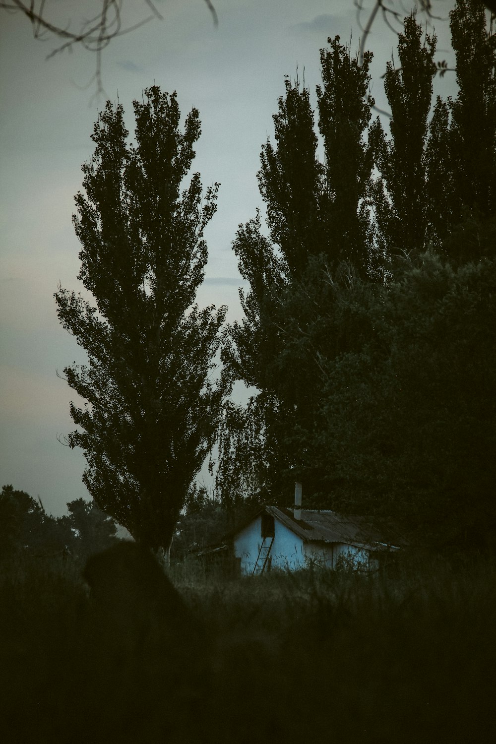 a house sitting in the middle of a forest