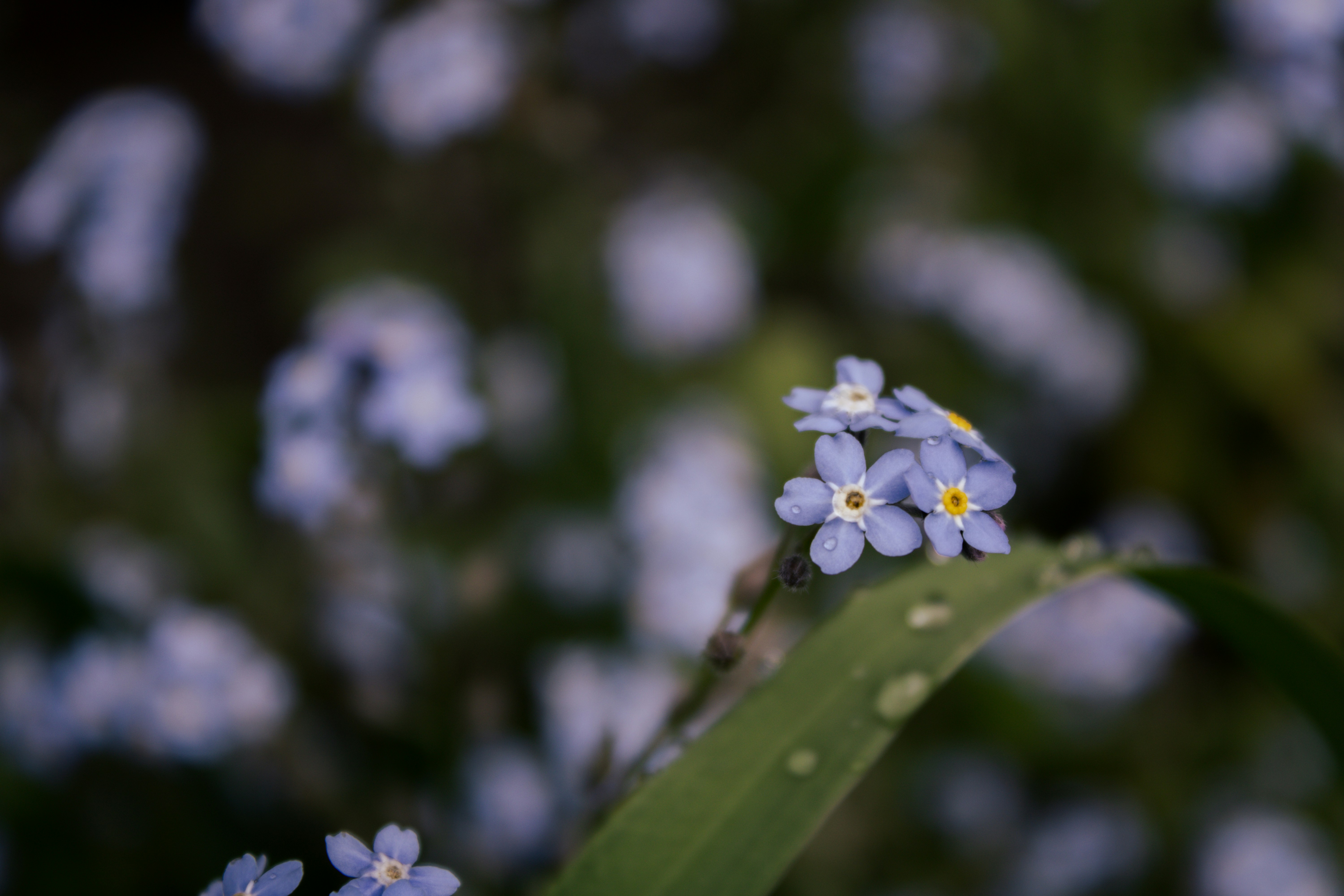 Photo by this_misty_garden