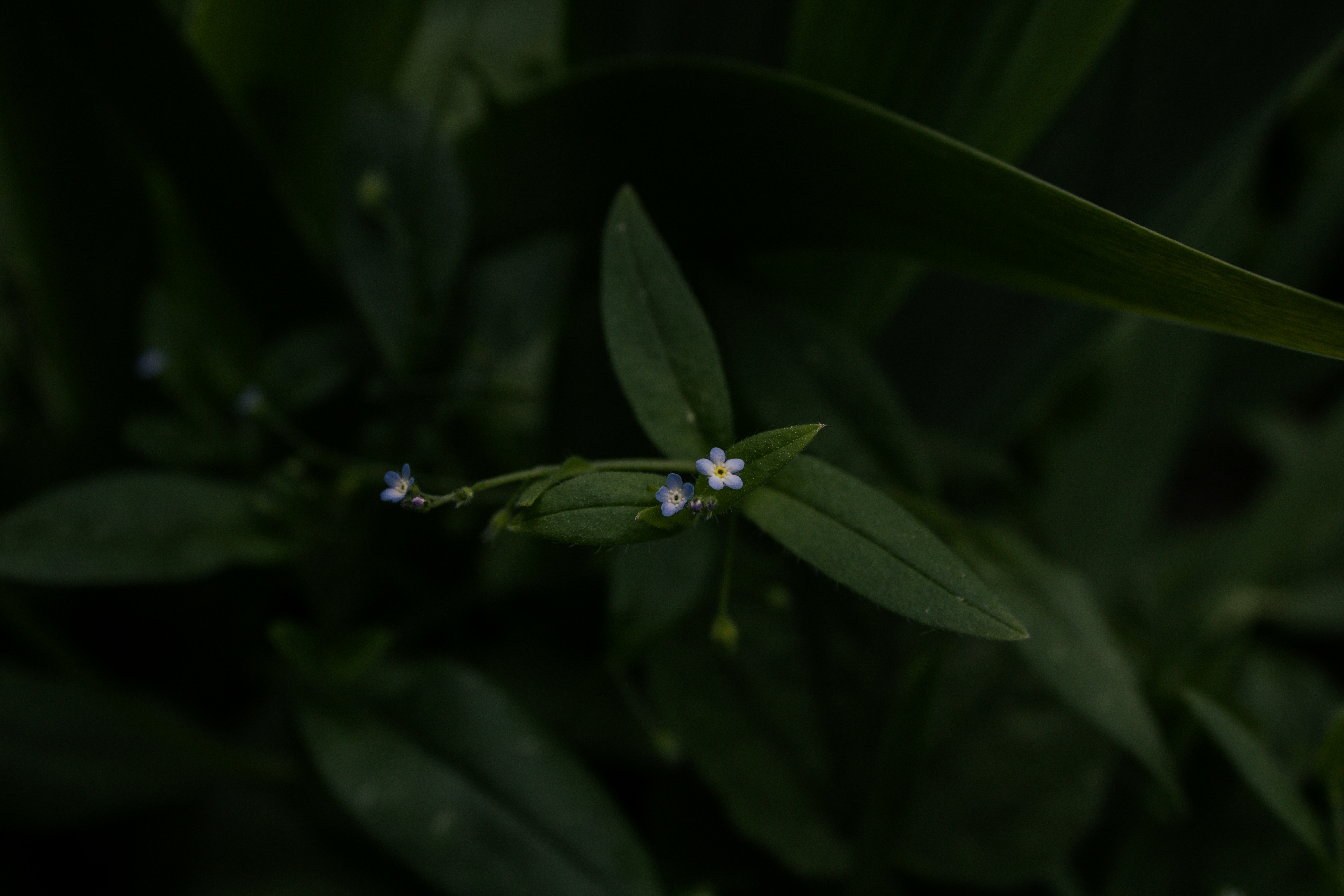 Photo by this_misty_garden