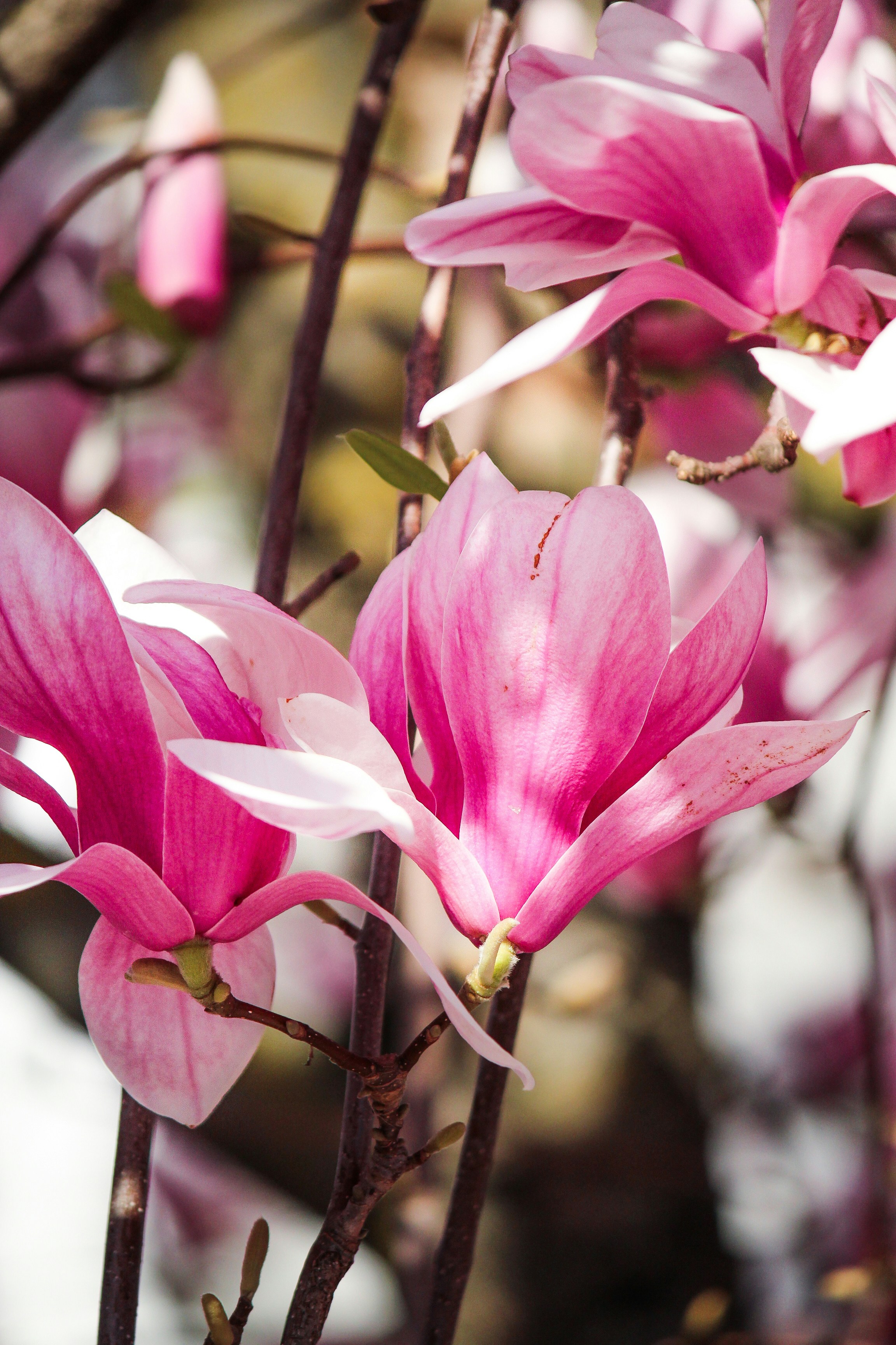 Photo by rebeckagsendroiu