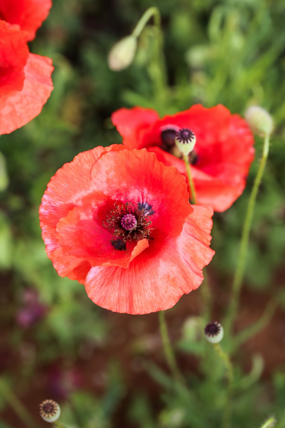 a close up of some red flowers in a field