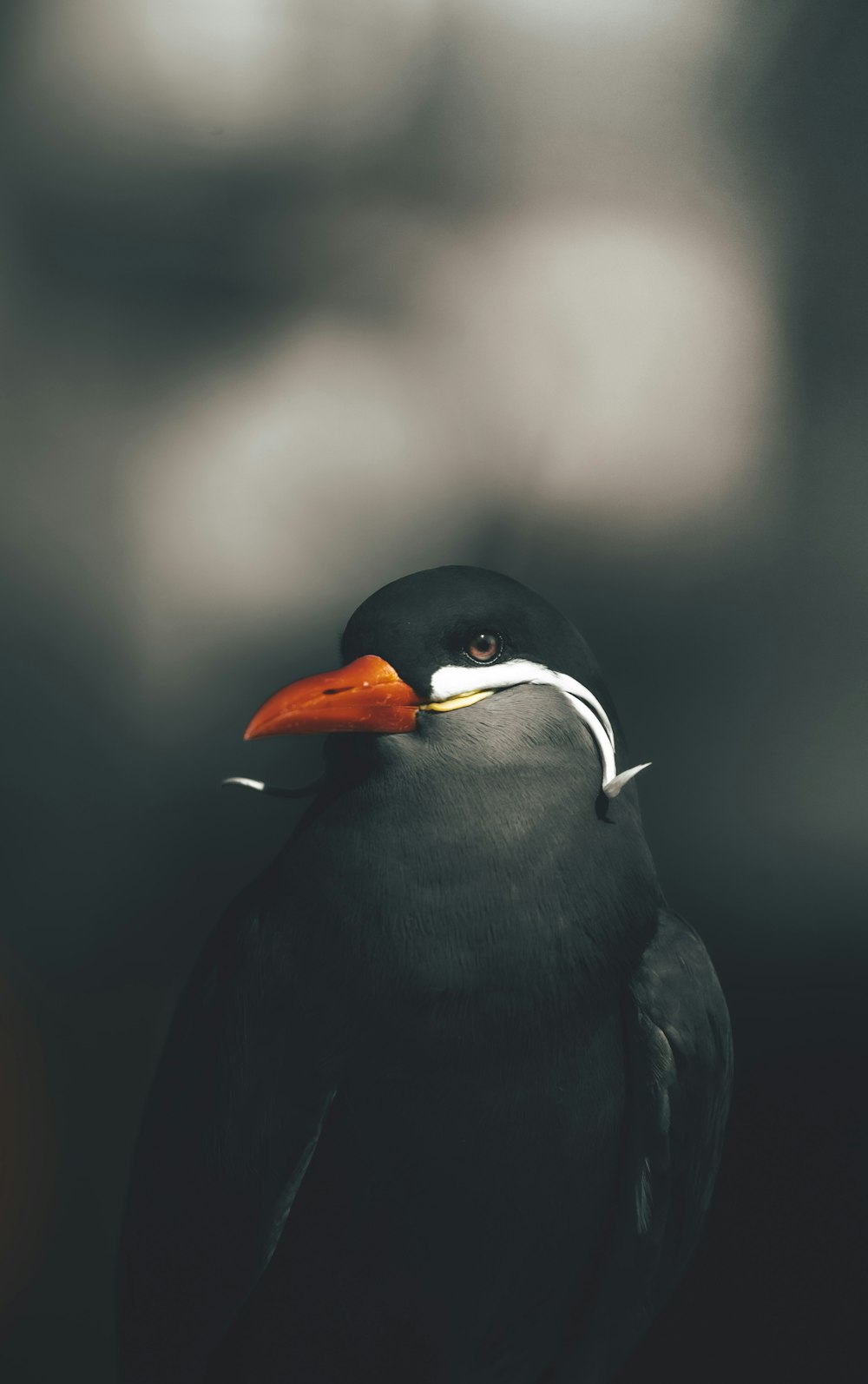 a black bird with a red beak and orange beak