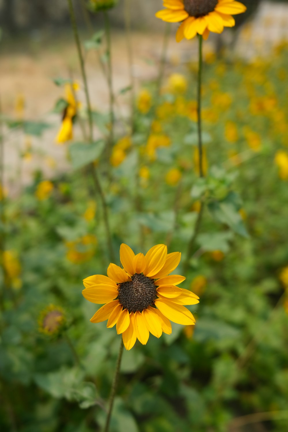 Un campo di girasoli in fiore con una strada sterrata sullo sfondo