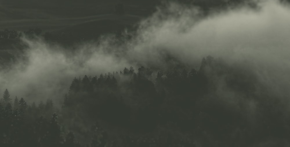 a black and white photo of a forest covered in fog