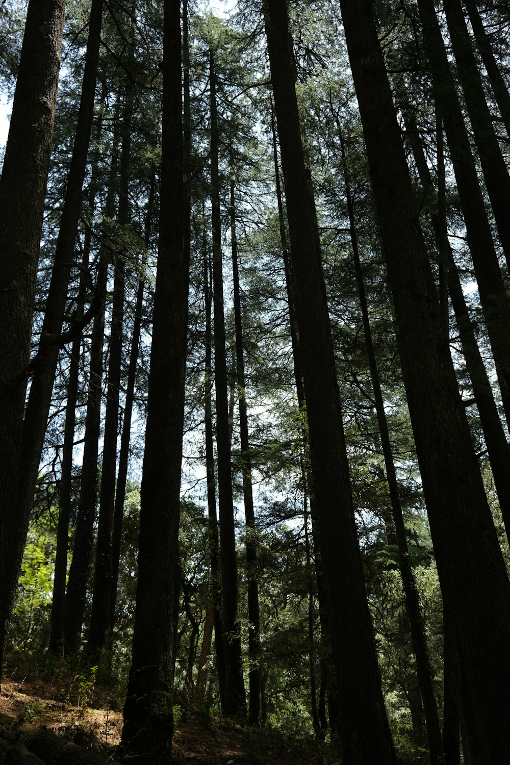 Une forêt remplie de grands arbres