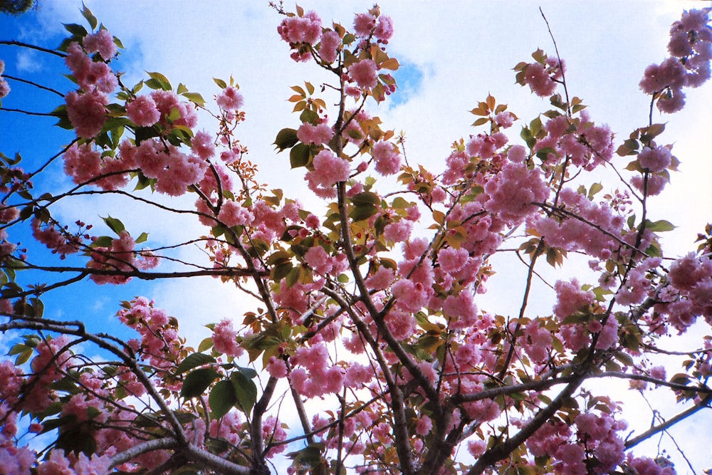 a tree with lots of pink flowers on it