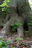 A close-up of healthy tree roots surrounded by rich organic mulch in a garden near Plovdiv.
