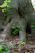 A close-up of healthy tree roots surrounded by rich organic mulch in a garden near Plovdiv.