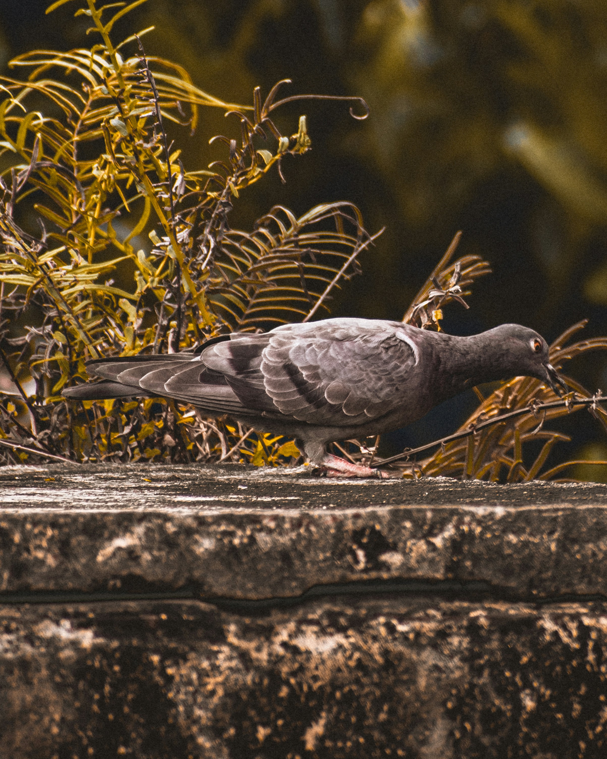 a bird standing on a ledge next to a bush
