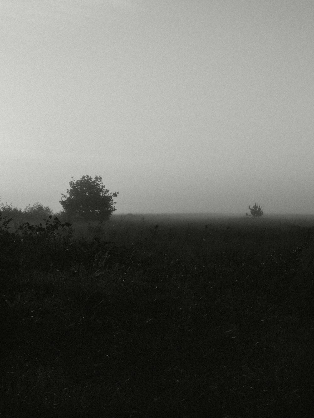 a black and white photo of a foggy field