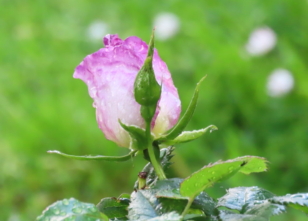 a single pink rose with water droplets on it