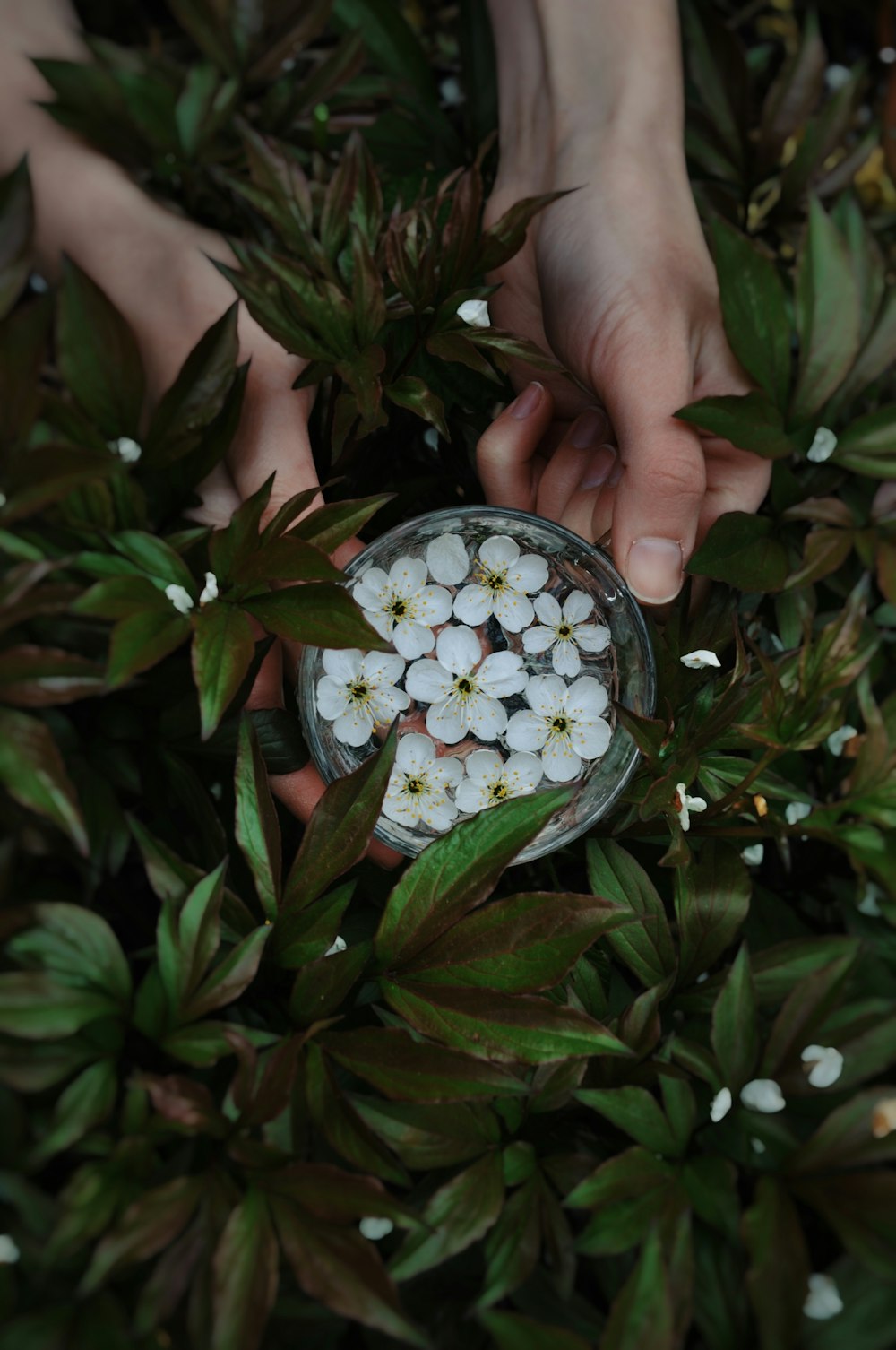 a person holding a bowl filled with white flowers
