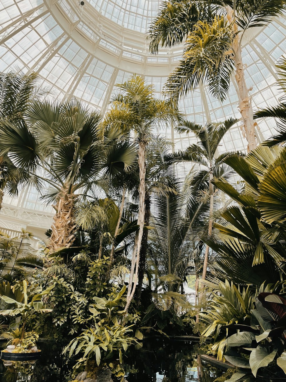 palm trees and other tropical plants in a greenhouse