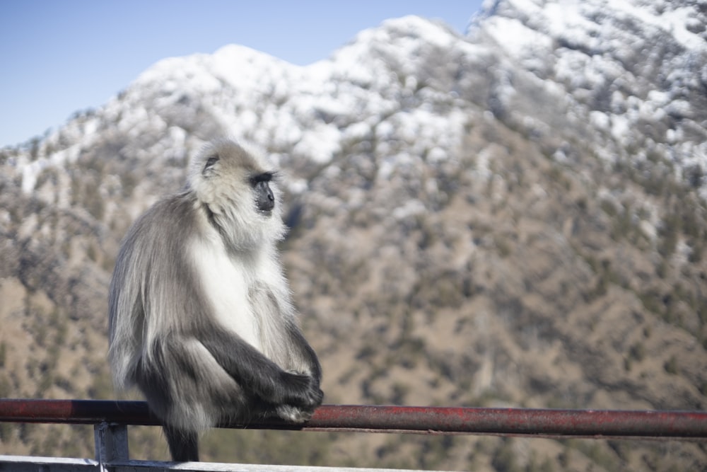 a monkey sitting on a rail with a mountain in the background