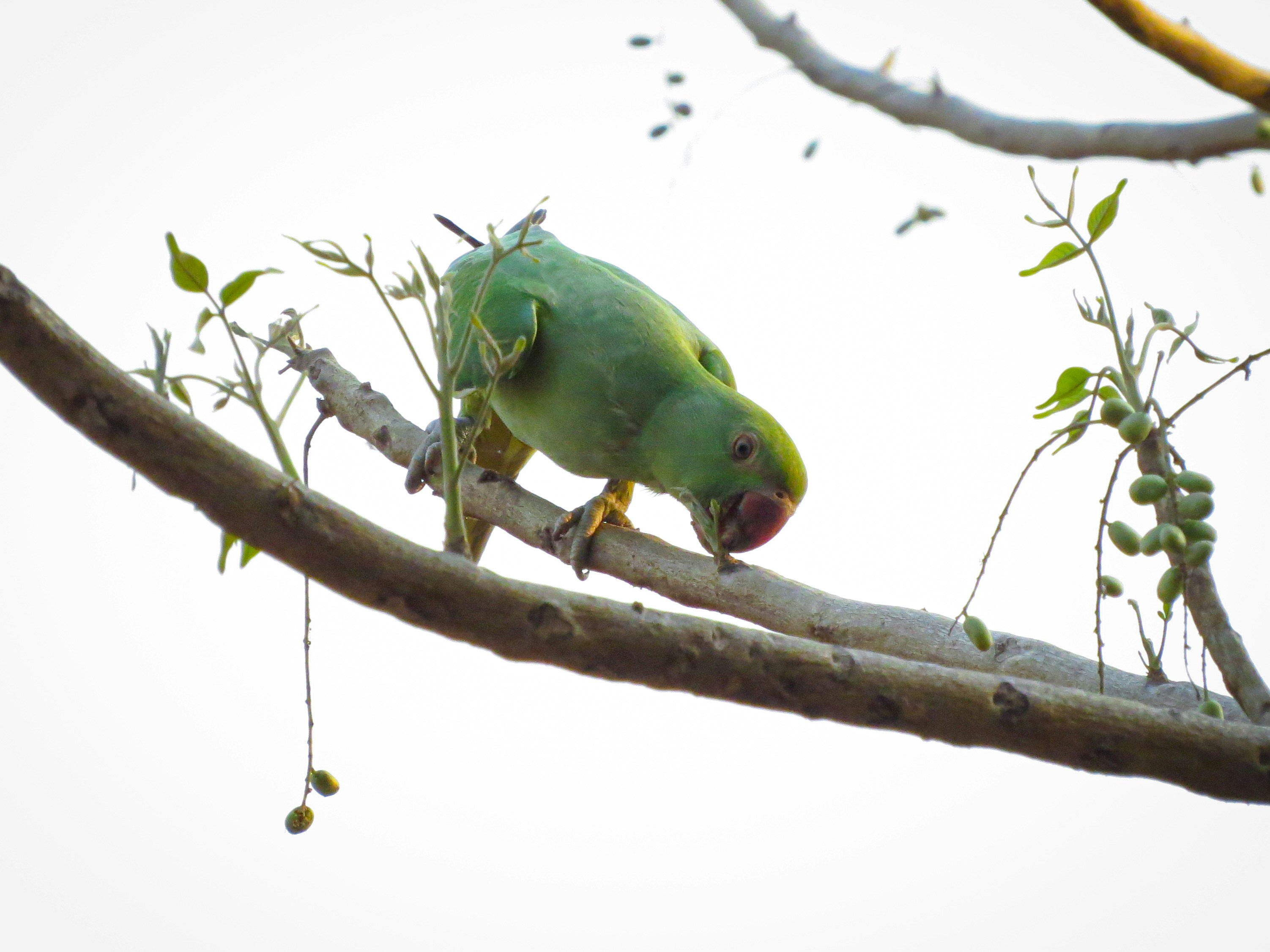 Photo by anandramavath_786