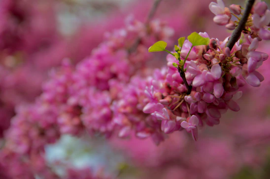 a close up of a tree with pink flowers