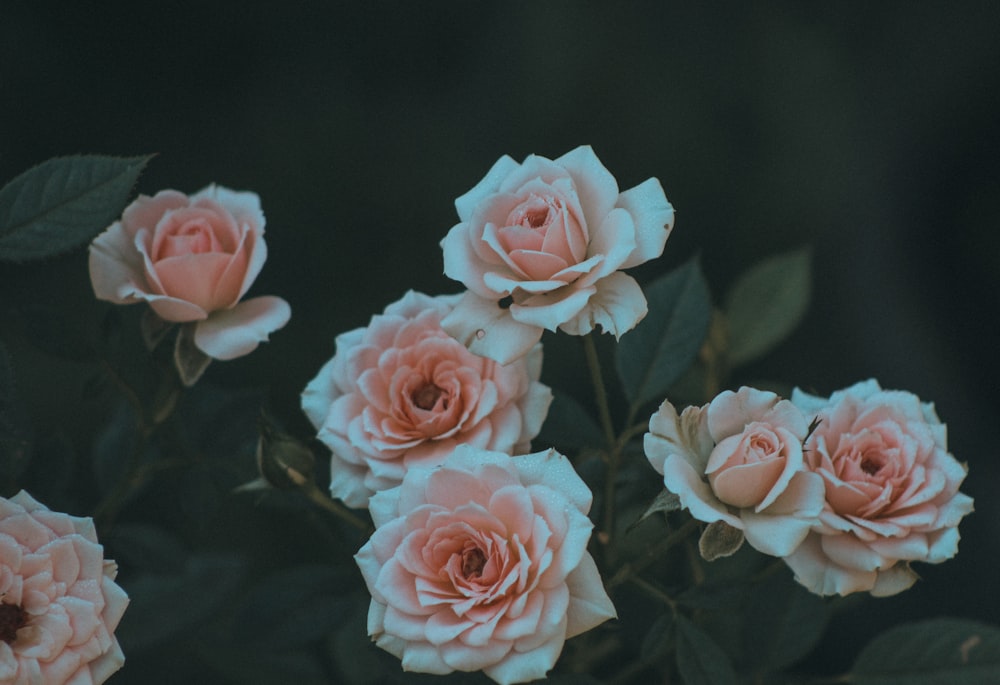 a bunch of pink roses with green leaves